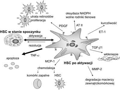 Aktywacja komórki gwiaździstej wątroby i jej efekty.<br>HSC – komórki gwiaździste wątroby<br>AT II – angiotensyna II<br>ET-1 – endotelina 1<br>TGF-β1 – transformujący czynnik wzrostu β1<br>MMP-2 – metaloproteinaza 2<br>MCP-1 – monocytarne białko chemotaktyczne 1<br>TNF-α – czynnik martwicy nowotworów α<br>PDGF – płytkowy czynnik wzrostu